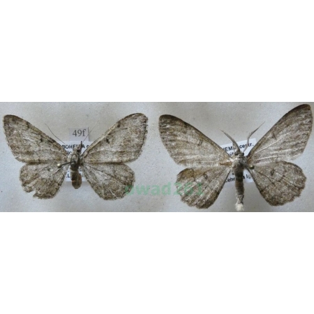 Hypomecis punctinalis (Scopoli, 1763) pair Przylepek nakropek Czech49f